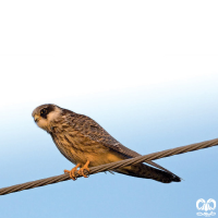 گونه شاهین پاسرخ Red-footed Falcon